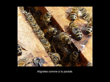 Divers - Les abeilles - 2