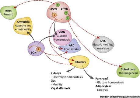 #trendsinendocrinologyandmetabolism #ocytocine Ocytocine - La douce hormone ?