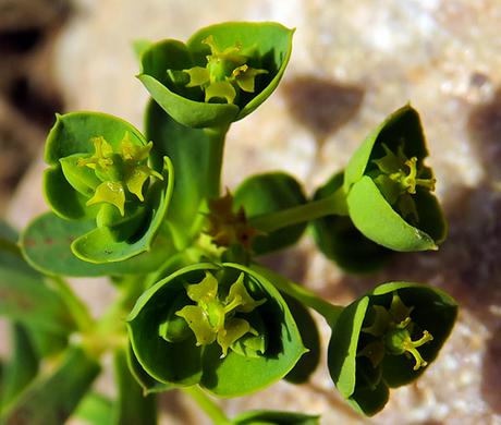 Euphorbe de Portland (Euphorbia portlandica)