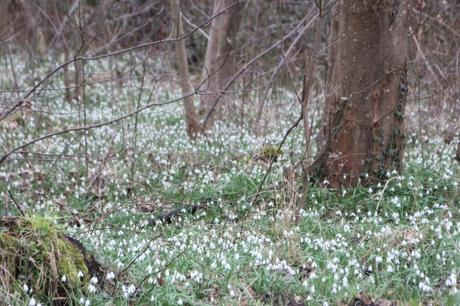 6 galanthus fontainebleau 10 mars 2017 IMG_2738.jpg