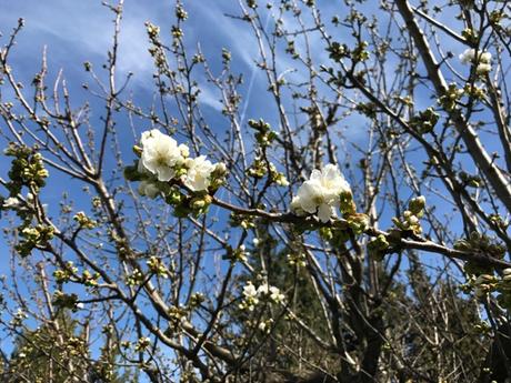 Point cerisier 24 heures et des fleurs plus tard