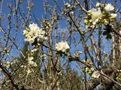 Point cerisier heures fleurs plus tard