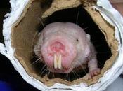 LONGÉVITÉ extrême secret rat-taupe dans néoténie Physiological Reviews