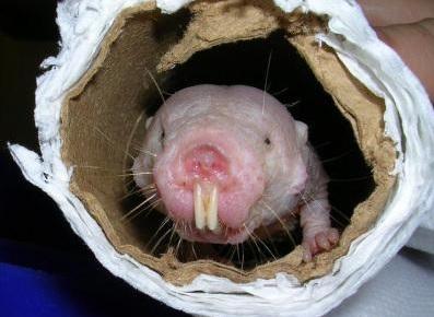 LONGÉVITÉ extrême : Le secret du rat-taupe est dans sa néoténie – Physiological Reviews