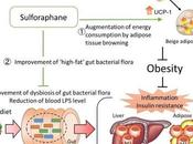 OBÉSITÉ nutraceutique base brocoli Diabetes
