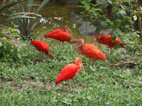 Ibis rouge, les perroquets en plein vol