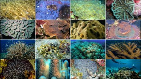 Les seize espèces de coraux protégées par un arrêté ministériel © DR