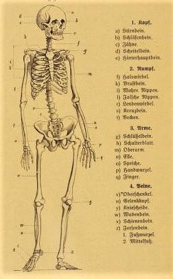 Apprendre l'allemand: le vocabulaire du squelette par l'image