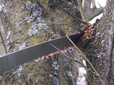 Test de l'échenilloir Solid Fiskars