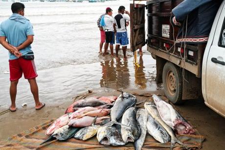 Guayaquil, Puerto Lopez et Santa Cruz