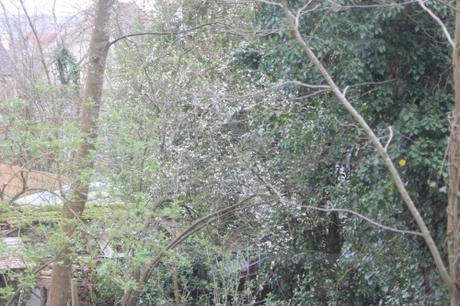 2 prunus cerasifera 15 mars 2017 IMG_2766.jpg