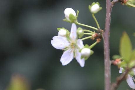 8 prunier crimson glo veneux 15 mars 2017 IMG_2759.jpg