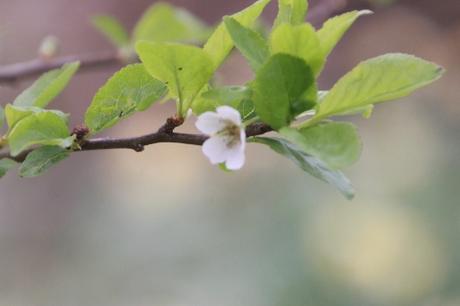 12 prunier golden japan veneux 15 mars 2017 IMG_2754.jpg