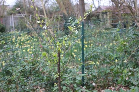 7 prunier crimson glo veneux 15 mars 2017 IMG_2760.jpg