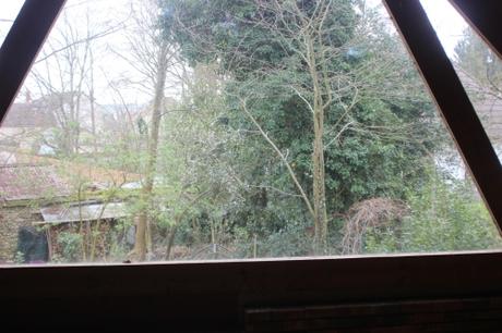 1 prunus cerasifera 15 mars 2017 IMG_2765.jpg