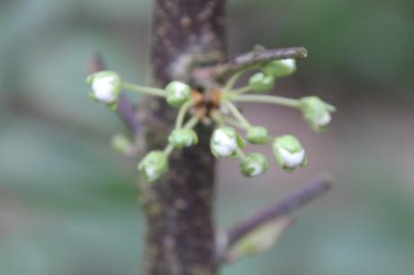 11 prunier crimson glo veneux 15 mars 2017 IMG_2764.jpg