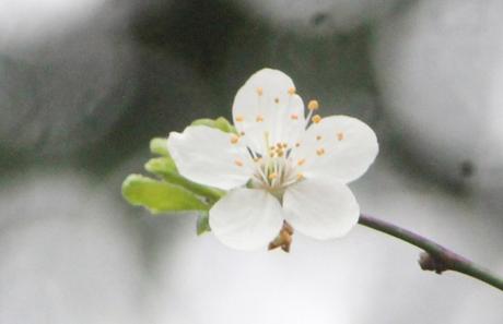 6 prunus cerasifera veneux 15 mars 2017 IMG_2757.jpg