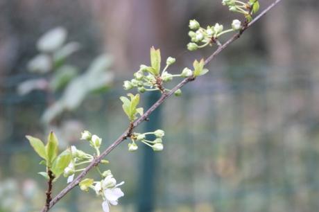 10 prunier crimson glo veneux 15 mars 2017 IMG_2761.jpg