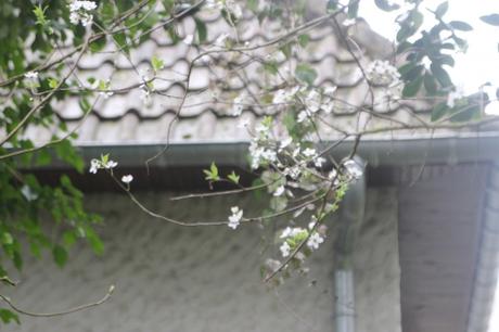 4 prunus cerasifera veneux 15 mars 2017 IMG_2756.jpg