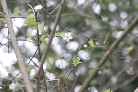 5 prunus cerasifera 15 mars 2017 IMG_2758.jpg