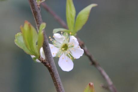 9 prunier crimson glo veneux 15 mars 2017 IMG_2762.jpg