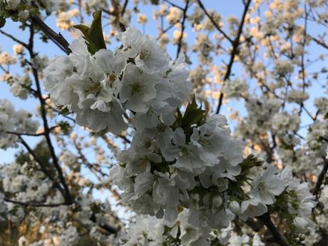 Point cerisier du 16 Mars