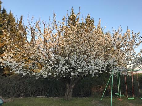 Point cerisier du 16 Mars