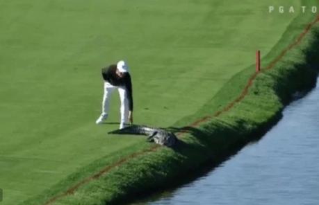 Voilà comment chasser un alligator d’un green de golf