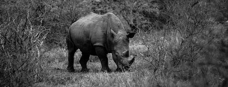 Cornes de Rhinoceros, la vente bientôt autorisée en Afrique du Sud