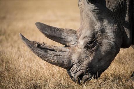 Cornes de Rhinoceros, la vente bientôt autorisée en Afrique du Sud