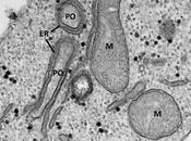 BIOLOGIE CELLULAIRE Mais comment organites coopèrent sein cellule Journal Cell Biology