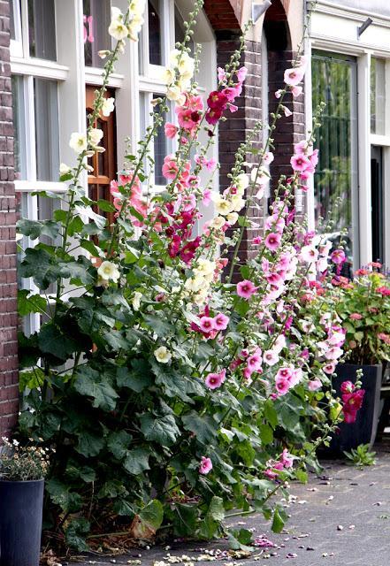 Le jardin bioclimatique, est-ce l'avenir ?