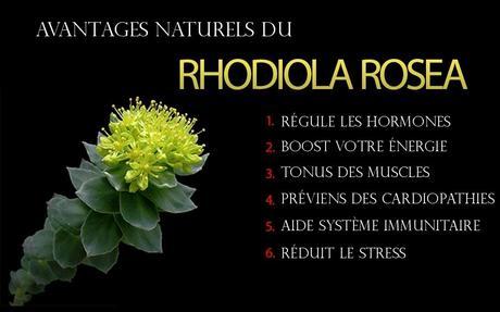 Rhodiola Rosea | Bienfaits, Propriétés, Posologie, Effets Secondaires