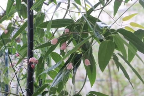 28 apple blossom 21 mars 2017.jpg