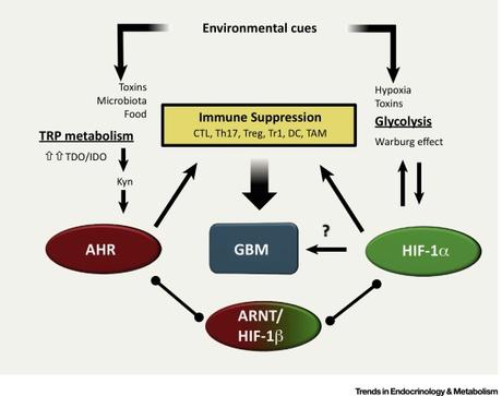 #trendsinendocrinologyandmetabolism #glioblastome #AHR #HIF1α Rôle de AHR et de HIF-1α dans le métabolisme du glioblastome