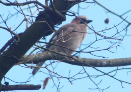 5 geai rec veneux 22 mars 2017 IMG_2856.jpg