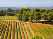 Première Figuière, rosé délicat