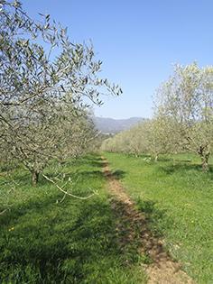[Vidéo/Interview] ‘Les Conseils de Françoise’ pour choisir une bonne Huile d’olive !