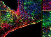 HORLOGE BIOLOGIQUE astrocytes, étoiles gardiennes temps Current Biology