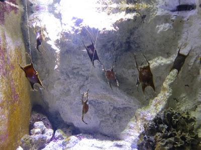 L'aquarium des Sables d'Olonne