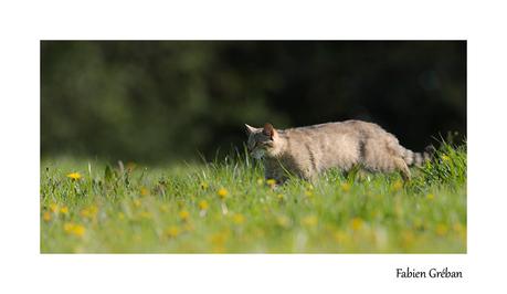 6 étapes pour photographier le chat sauvage d’Europe