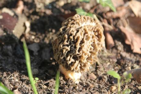 12 morille veneux 27 mars 2017 015.jpg