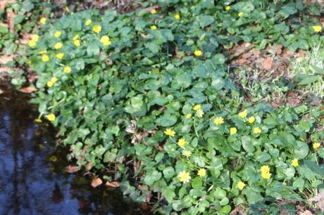 3 ficaria veneux 26 mars 2017 004 (1).jpg