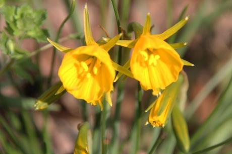 11 narcissus bulbocodium veneux 26 mars 2017 016 (2).jpg