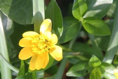 4 ficaria veneux 26 mars 2017 014 (2).jpg