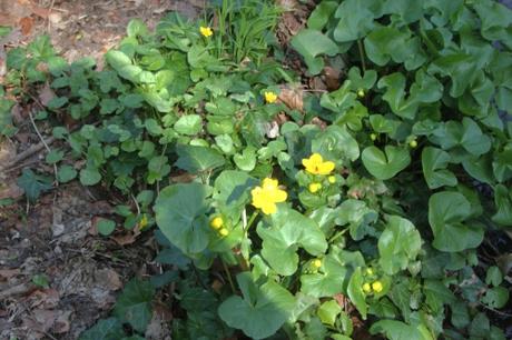 8 caltha veneux 27 mars 2017 005.jpg