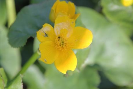 9 caltha veneux 27 mars 2017 007.jpg