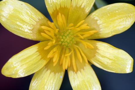 7 ficaire veneux 26 mars 2011 047.jpg