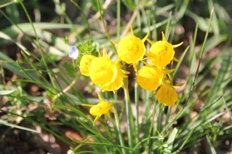 10 narcissus bulbocodium veneux 27 mars 2017 011 (1).jpg