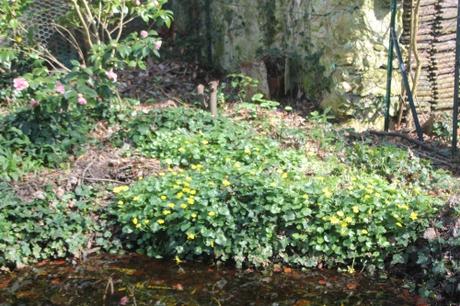 2 ficaria veneux 27 mars 2017 004.jpg